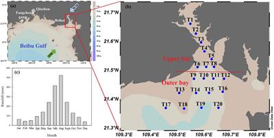 Interactions between particulate organic matter and dissolved organic matter in a weak dynamic bay revealed by stable isotopes and optical properties